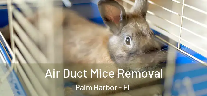 Air Duct Mice Removal Palm Harbor - FL