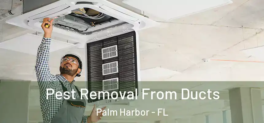 Pest Removal From Ducts Palm Harbor - FL